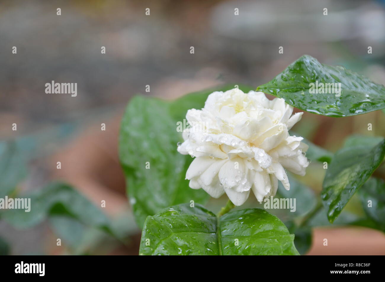 Floral backyard hi-res stock photography and images - Alamy