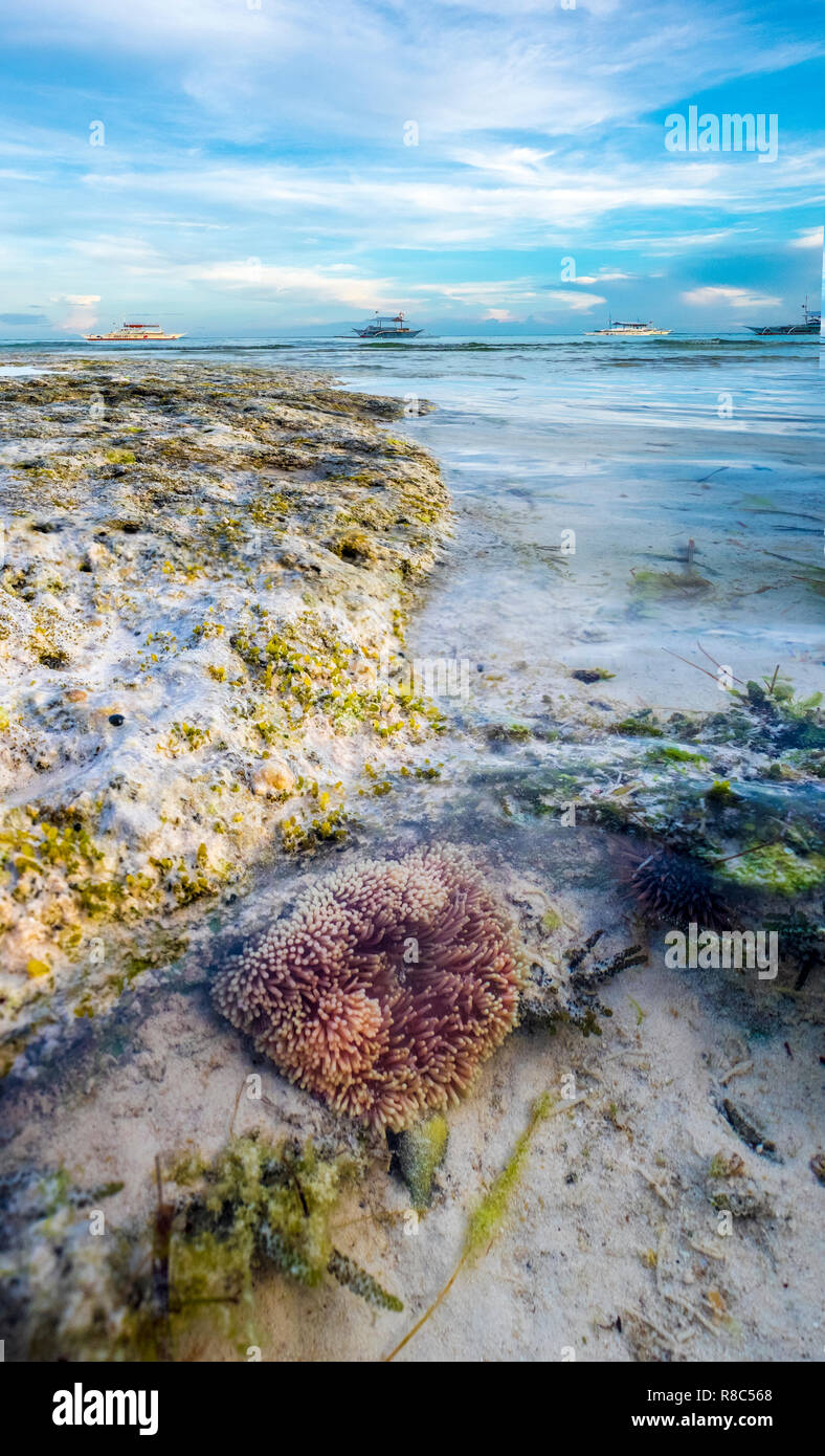 Anemone near the beach of Bohol. Sea water sky and clouds Stock Photo