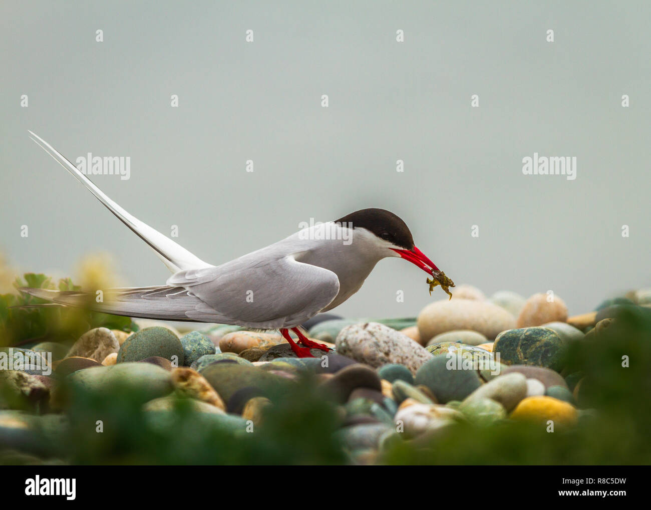 Arctic tern (Sterna paradisaea) is a tern in the family Laridae Stock Photo