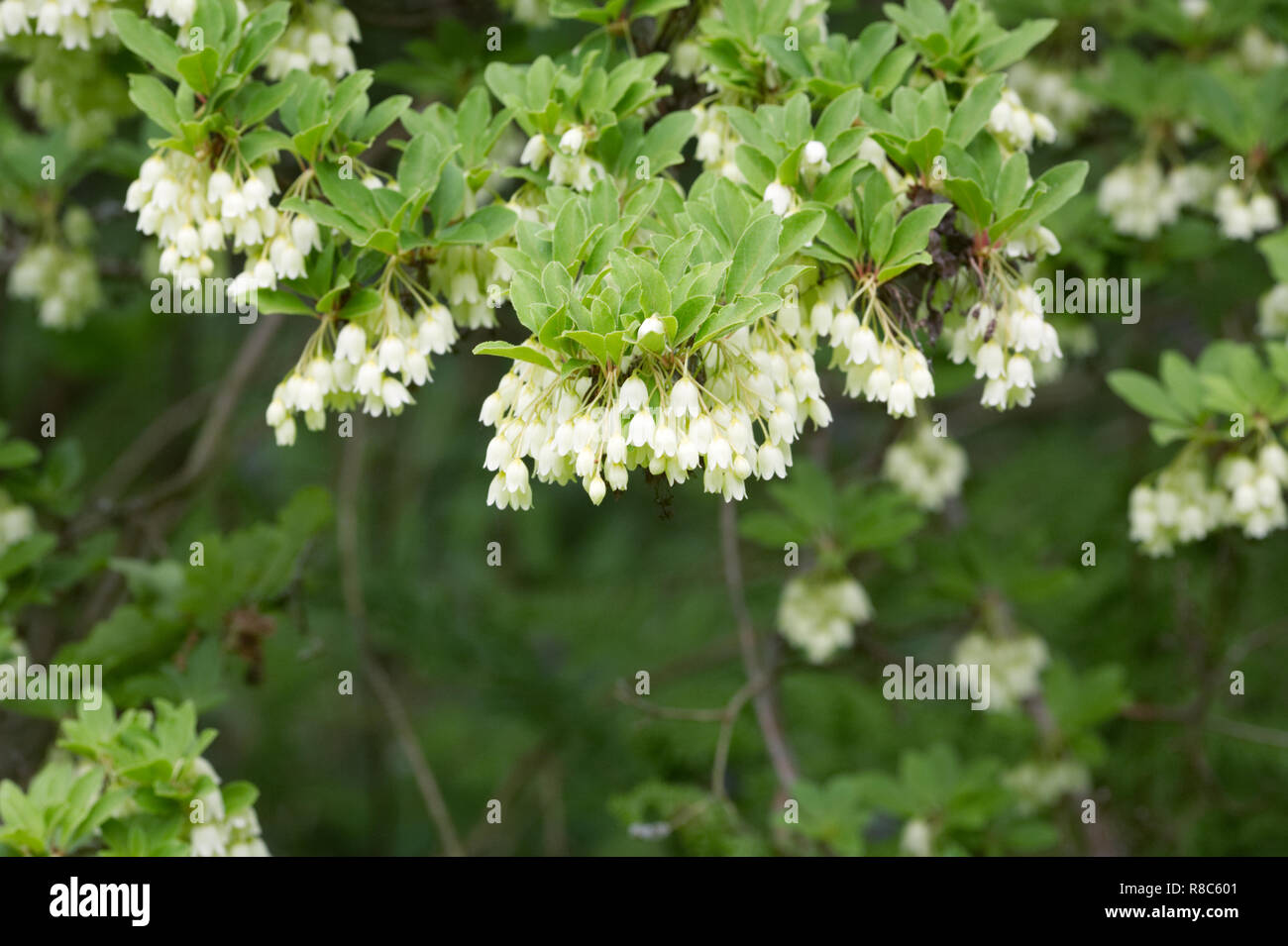 Enkianthus campanulatus var. campanulatus f. albiflorus flowers. Stock Photo