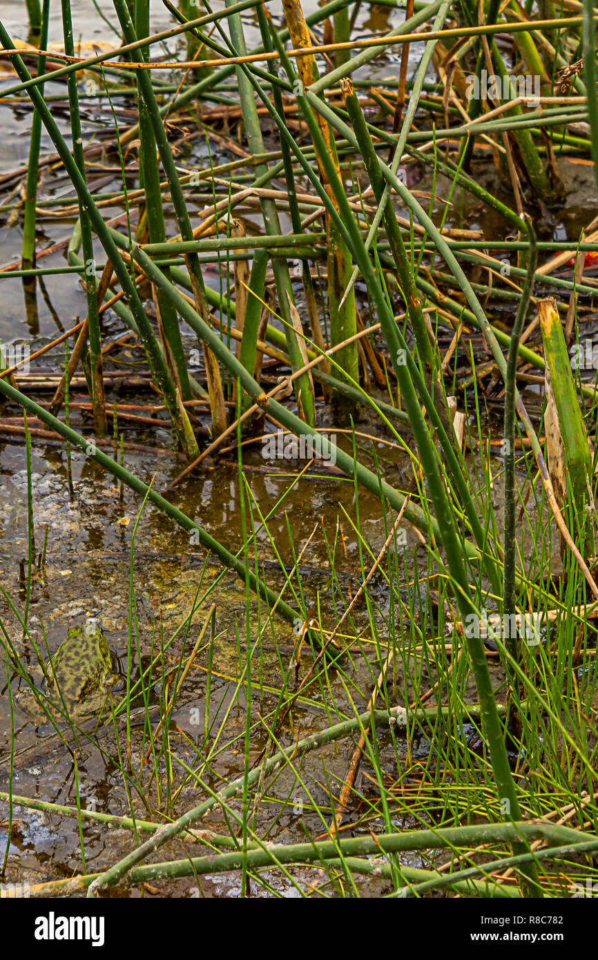 Artificial Swamp High Resolution Stock Photography and Images - Alamy