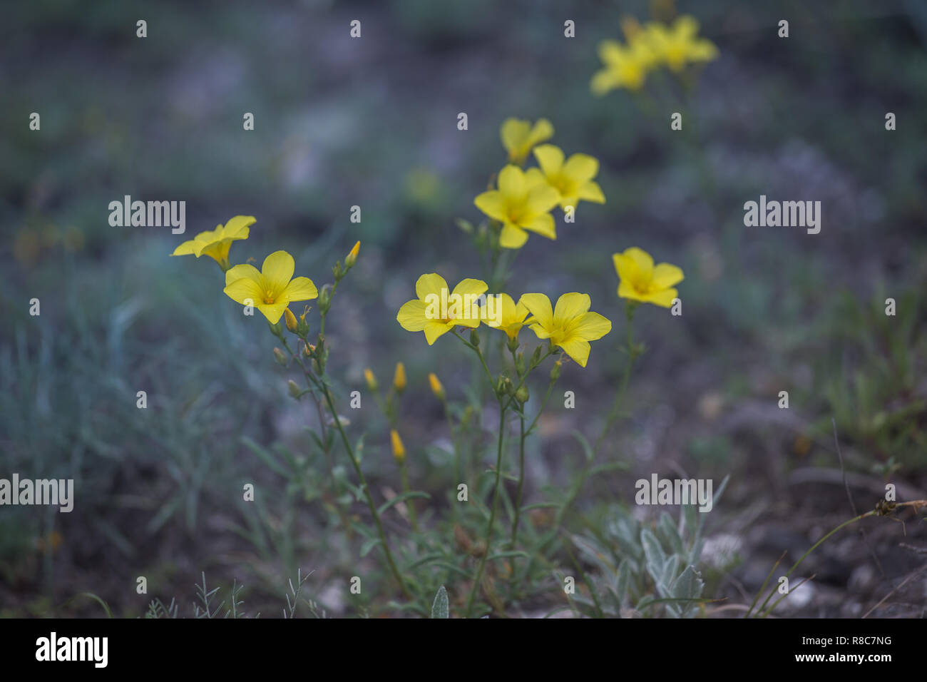 Beautiful wild yellow flower called linum flavum Dwarf Golden Flax from Ukraine Stock Photo