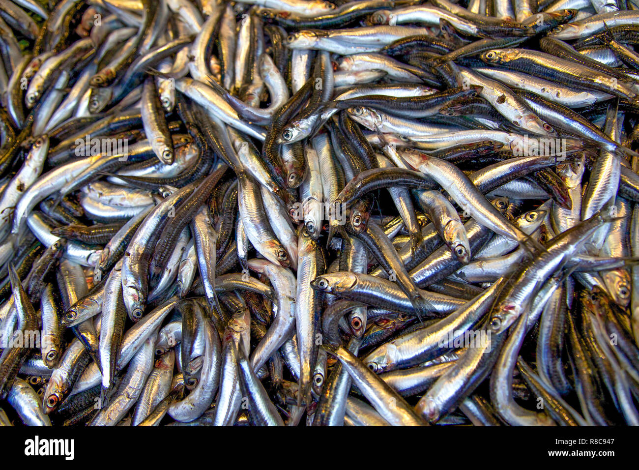 fresh anchovy fish Stock Photo