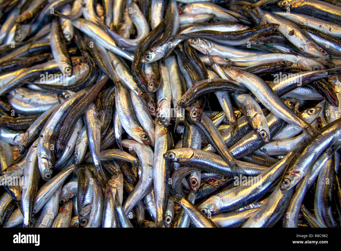 fresh anchovy fish Stock Photo