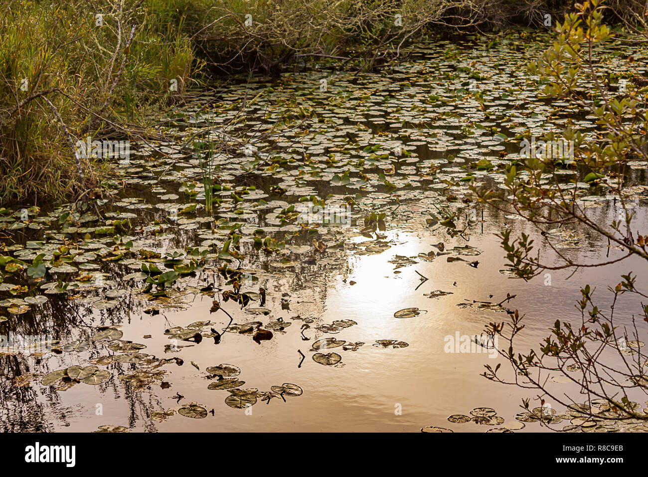 bright golden light reflected on lake surface Stock Photo