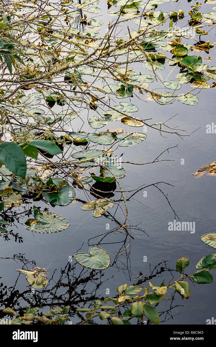 Floating leaves on the lake with ripples hires stock photography and images Alamy