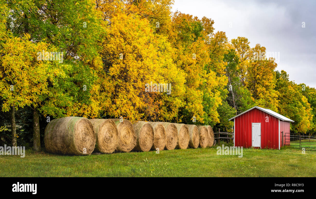 Fall foliage color and hay bales near Altona, Manitoba, Canada. Stock Photo