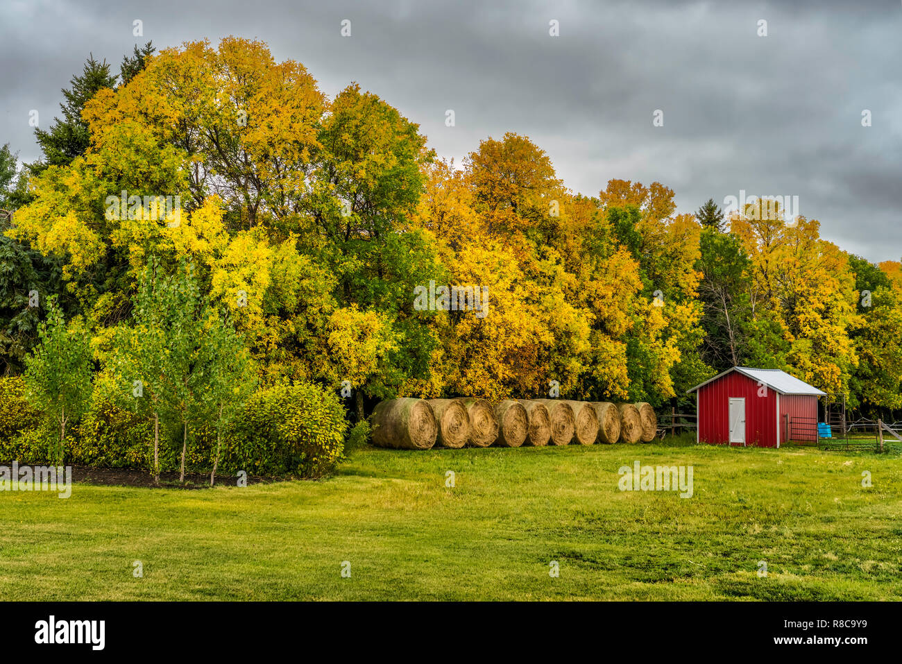 Fall foliage color and hay bales near Altona, Manitoba, Canada. Stock Photo