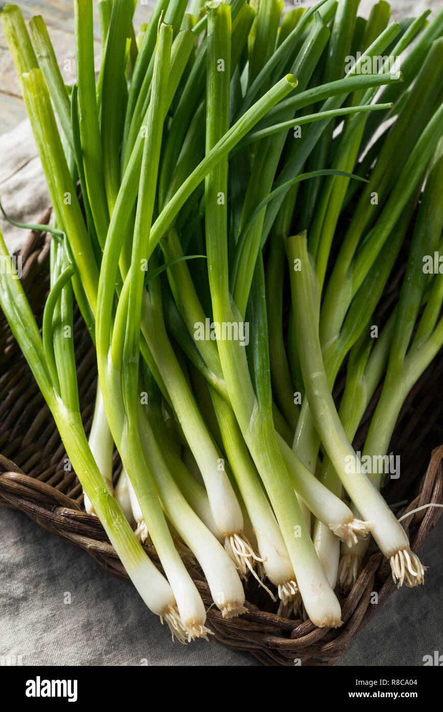 Raw Organic Green Onions in a Bunch Stock Photo - Alamy