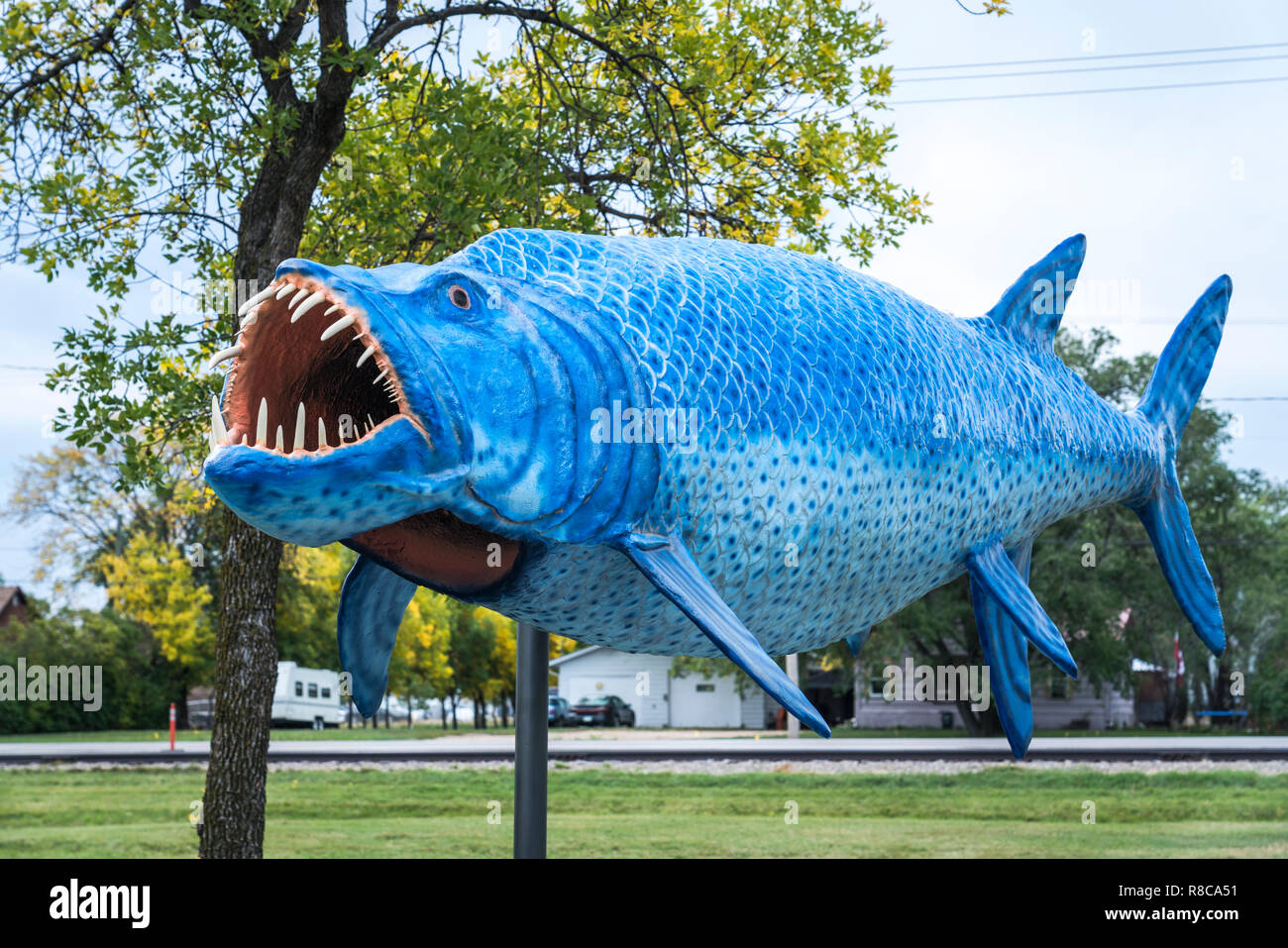 A lifesize replica of Xiphactinus, a toothed fish, marine reptile in a park in Morden, Manitoba, Canada. Stock Photo