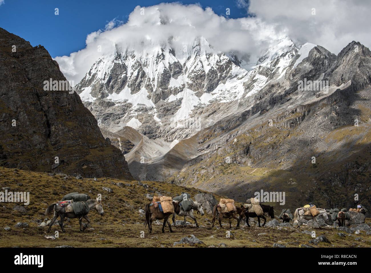 Mules and horses at the foot of Gangchhenta (Great Tiger Mountain), Gasa District, Snowman Trek, Bhutan Stock Photo