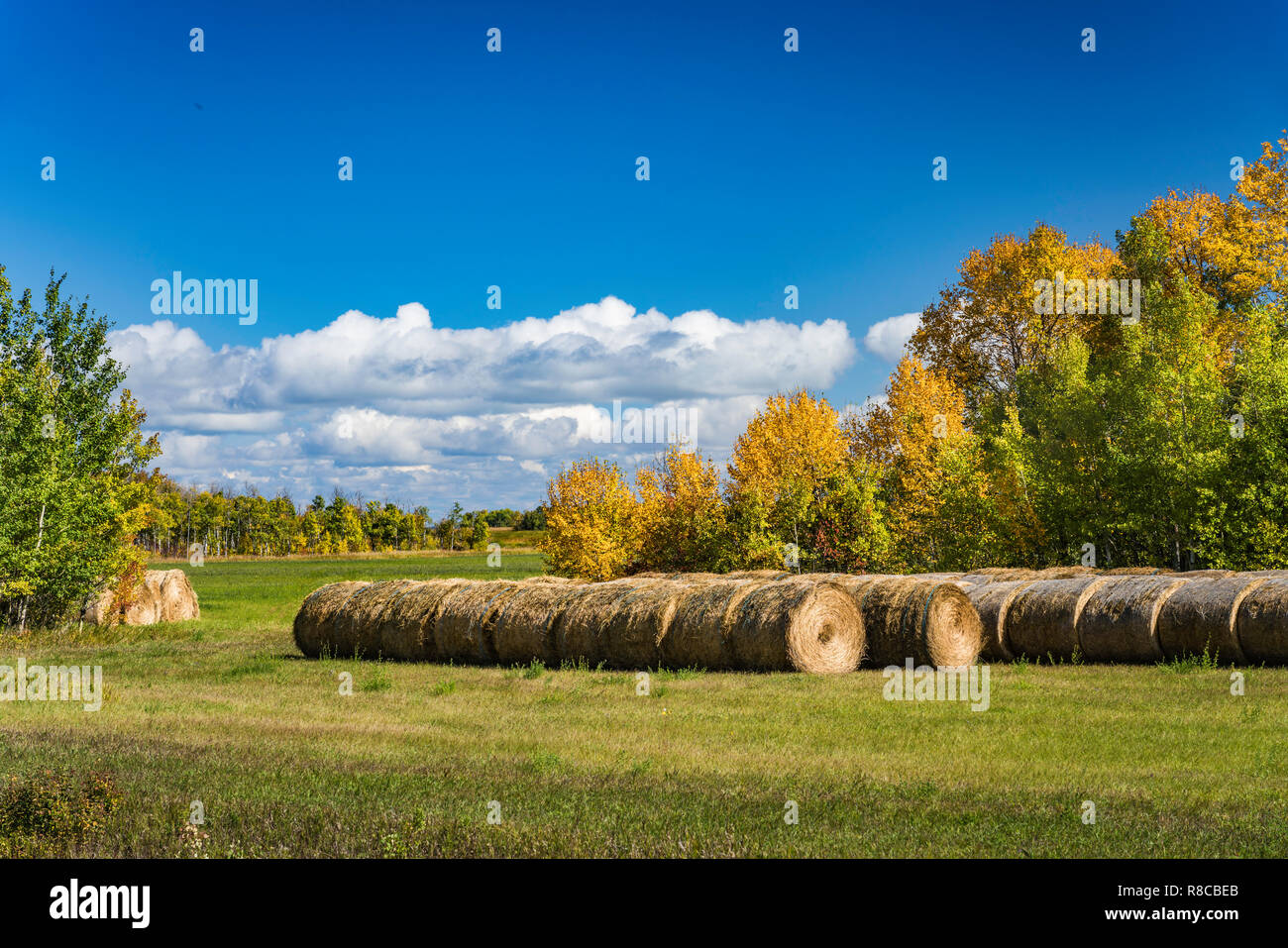 Hay bales and fall foliage color near Winnipegosis, Manitoba, Canada. Stock Photo