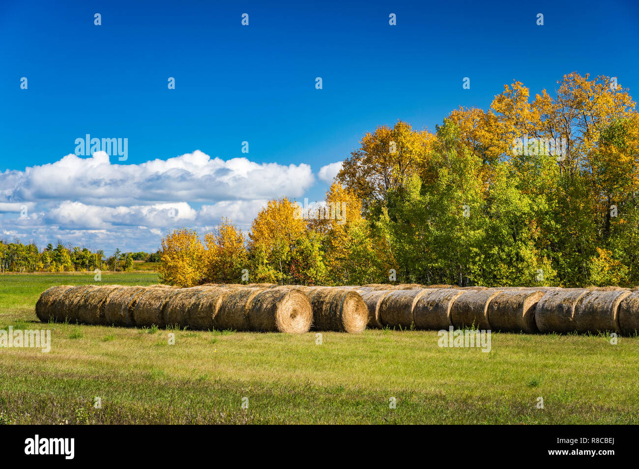 Hay bales and fall foliage color near Winnipegosis, Manitoba, Canada. Stock Photo