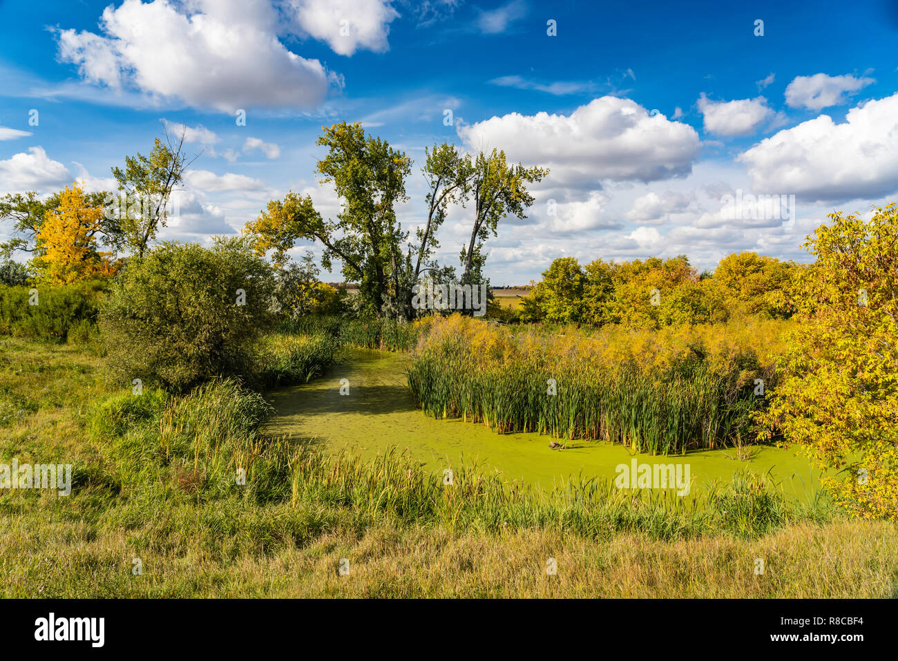 Fall foliage color at the Discovery Nature Center in Winkler, Manitoba, Canada. Stock Photo