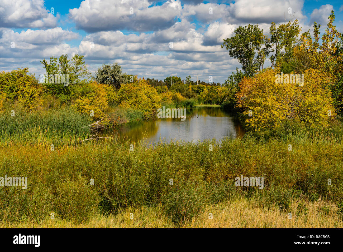 Fall foliage color at the Discovery Nature Center in Winkler, Manitoba, Canada. Stock Photo