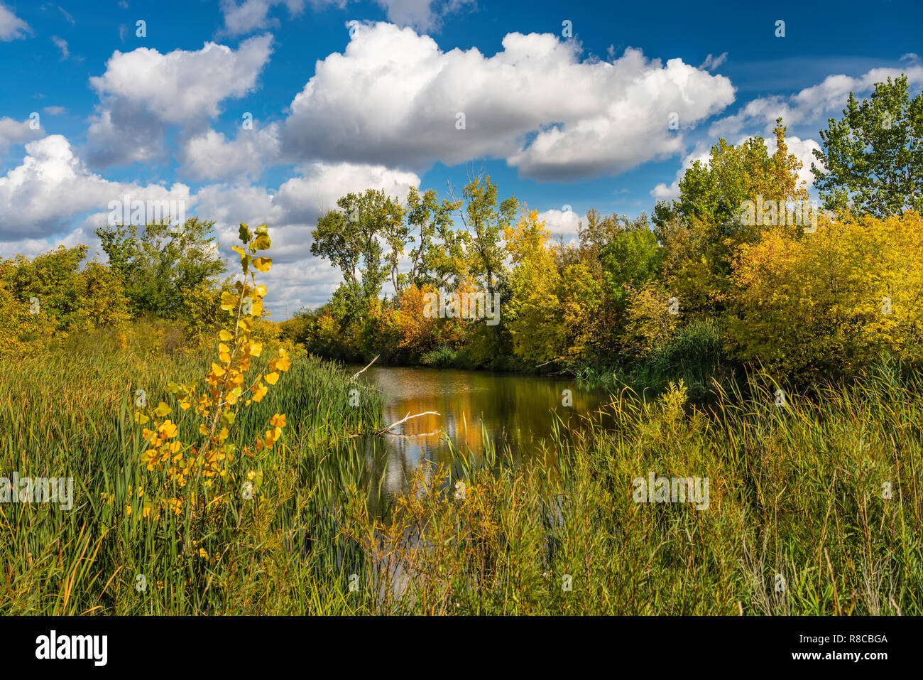 Fall foliage color at the Discovery Nature Center in Winkler, Manitoba, Canada. Stock Photo