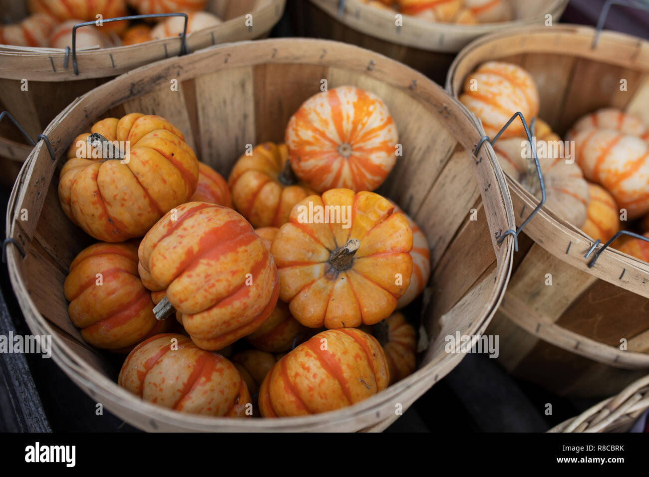 Orange ornamental gourds (Cucurbita pepo) for sale in bushel baskets in front of a shop in Boston, Massachusetts. Stock Photo
