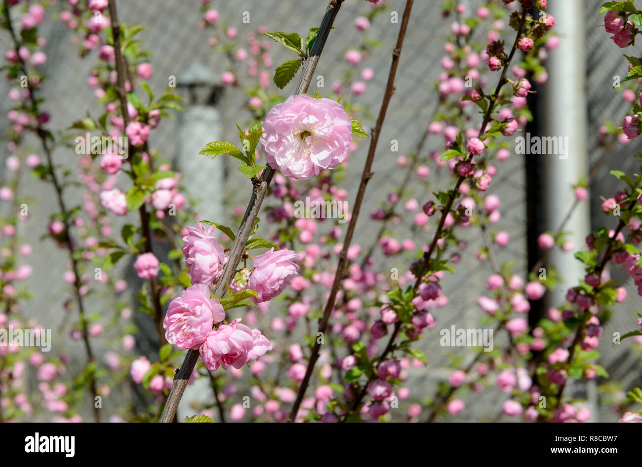 Many bright pink flowers that are starting bloom on twigs of  Prunus triloba bush in bright spring sunlight on gray background. Stock Photo