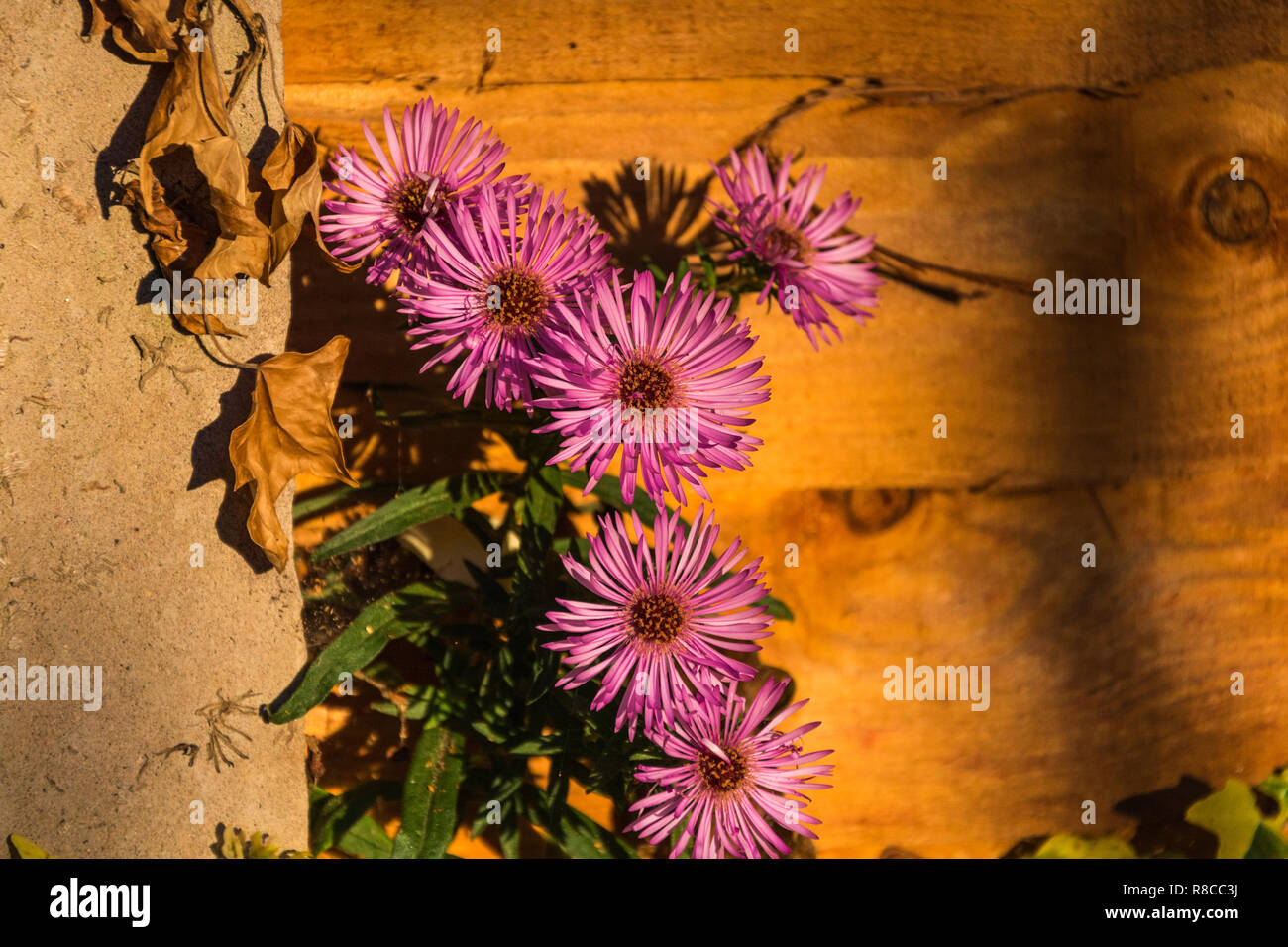 A group of pink Michaelmas Daisies (Aster Amellus) growing beside a wooden fence and fence post. Stock Photo