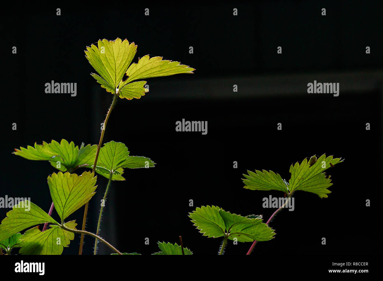strawberry plant leaves with spider webs and light Stock Photo Alamy