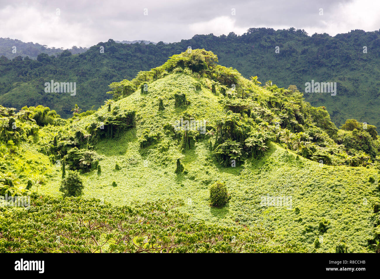 Beautiful tropical green hill overgrown with a lush tropical emerald rainforest near Fijian Savusavu town, Cakaudrove, Fiji, Melanesia, Oceania. Stock Photo