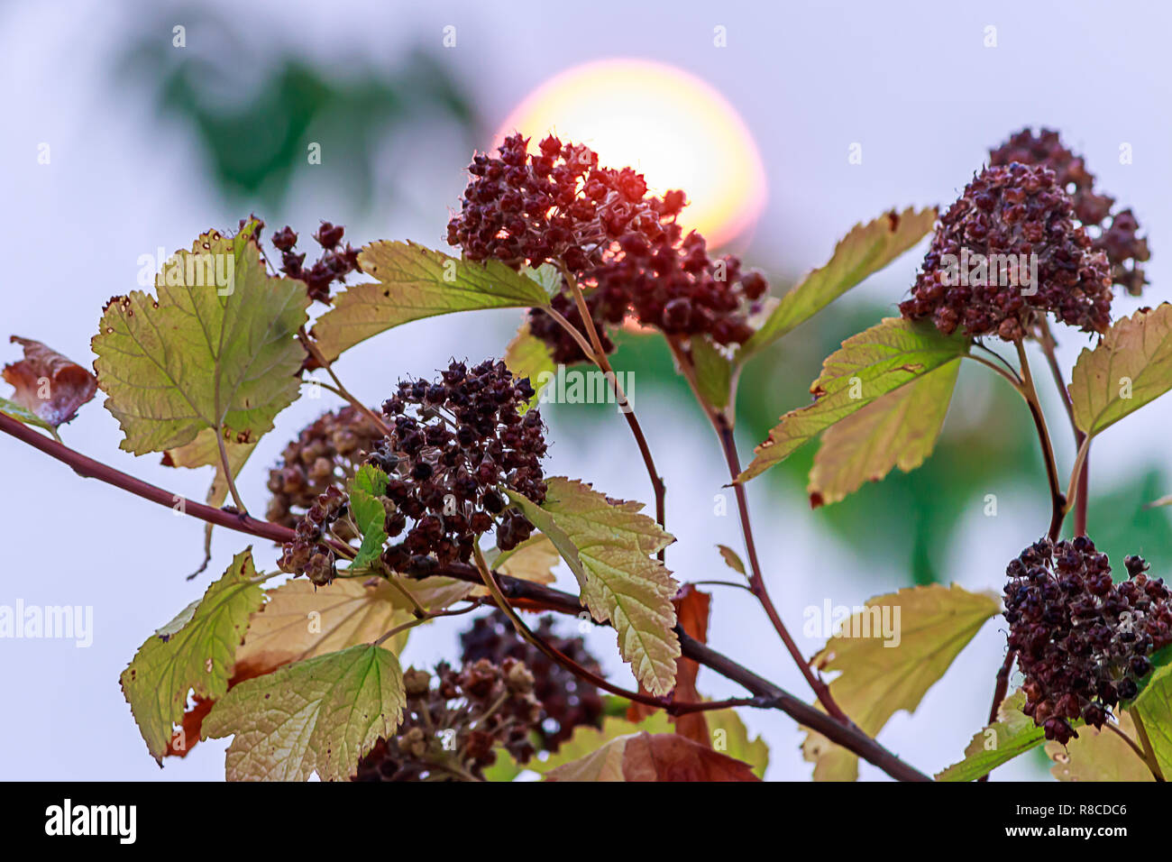 red sun behind brown flowers and yellow leaves Stock Photo