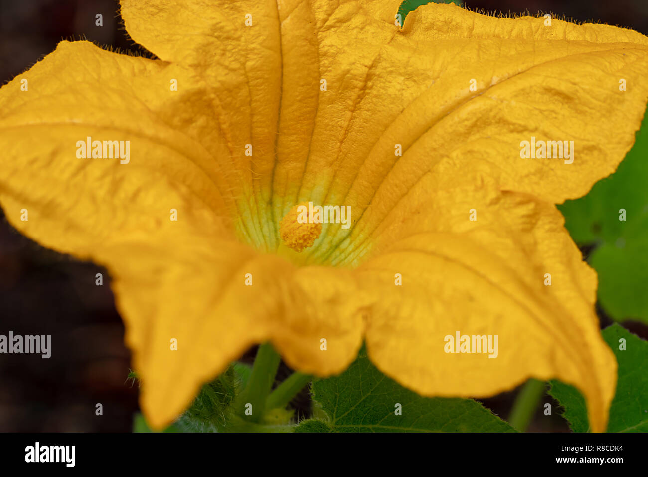 flower of a yellow crook neck squash plant Stock Photo Alamy