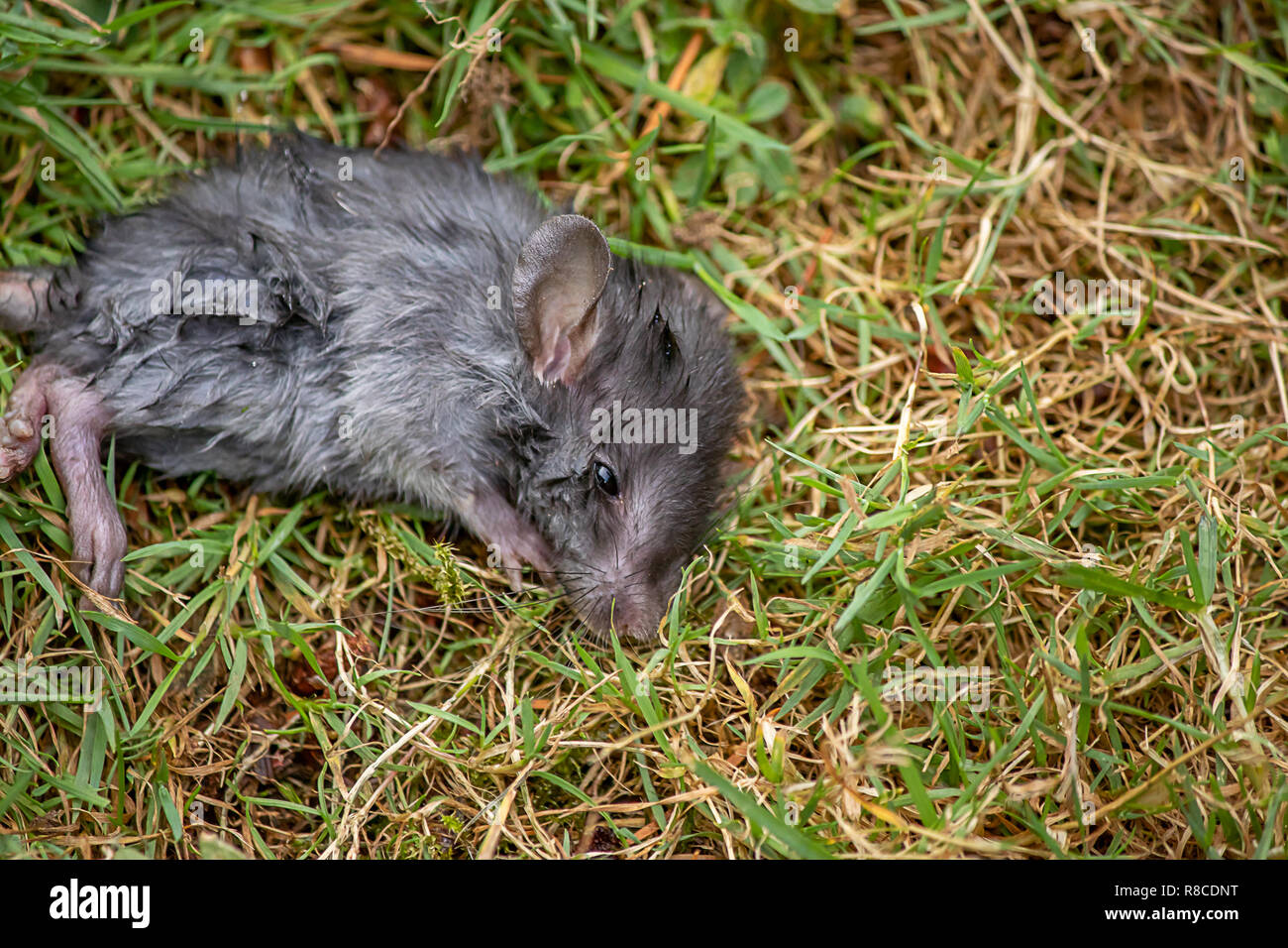 wounded gray mouse on the left of frame Stock Photo