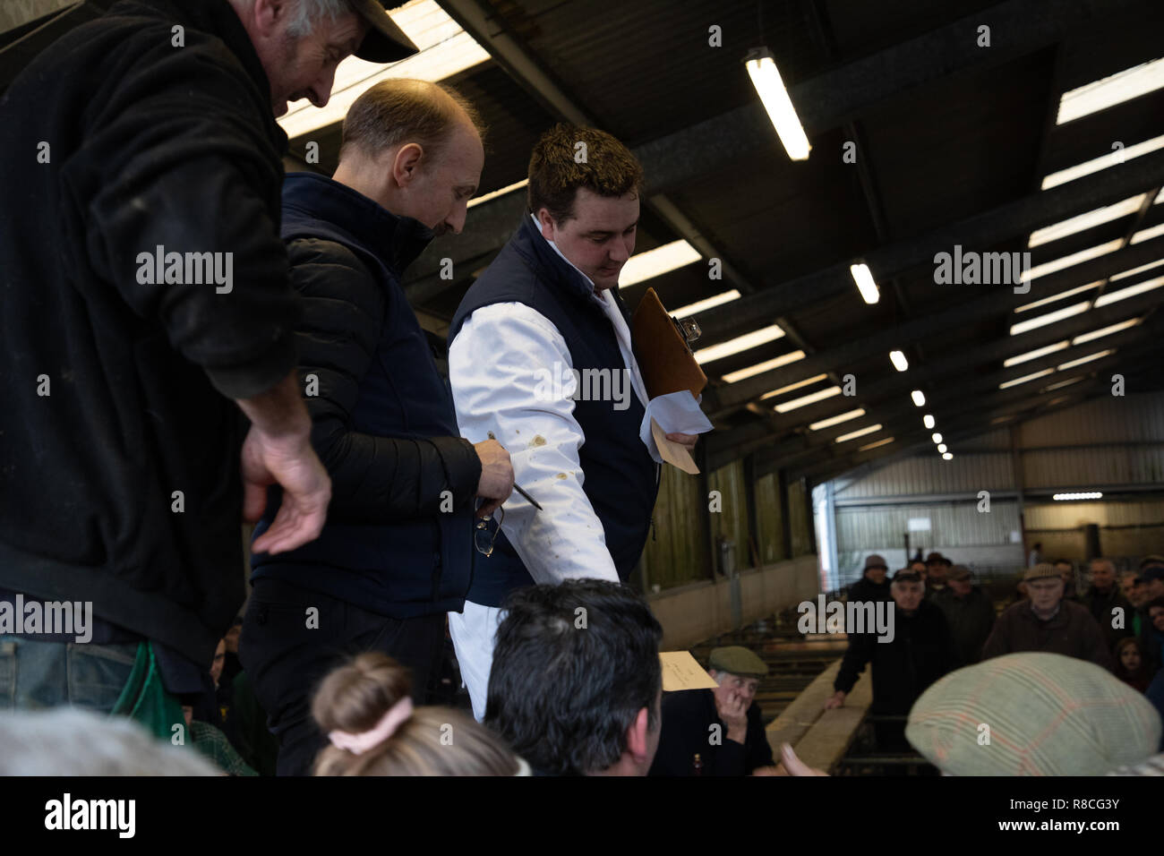 Auctioneer in action selling the prize winning sheep Llandeilo Christmas Mart Stock Photo