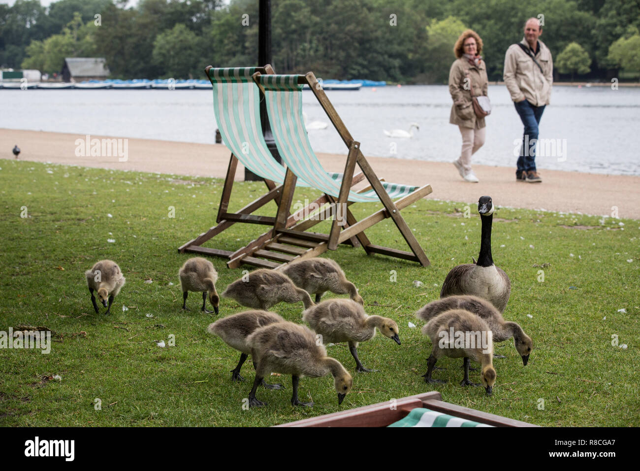 Greylag Geese in the heart of Hyde Park, central London, England, United Kingdom Stock Photo