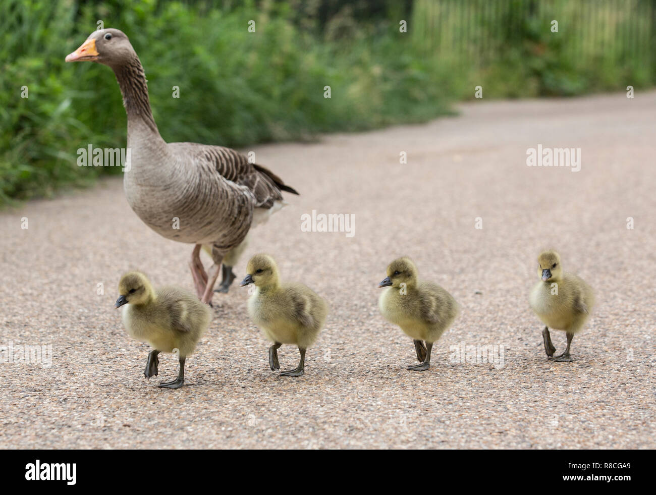 Greylag Geese in the heart of Hyde Park, central London, England, United Kingdom Stock Photo