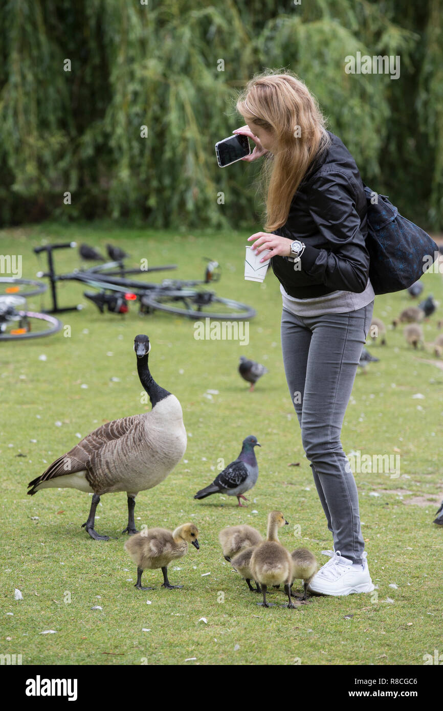 Greylag Geese in the heart of Hyde Park, central London, England, United Kingdom Stock Photo