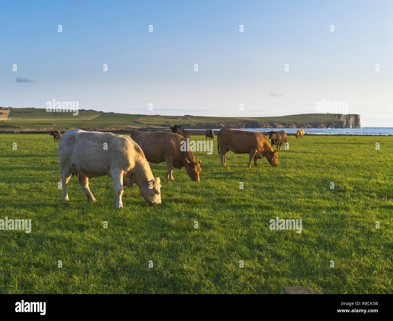 dh Beef cattle BIRSAY ORKNEY Cows grazing in a field Scotland UK eating grass feeding herd landscape Stock Photo
