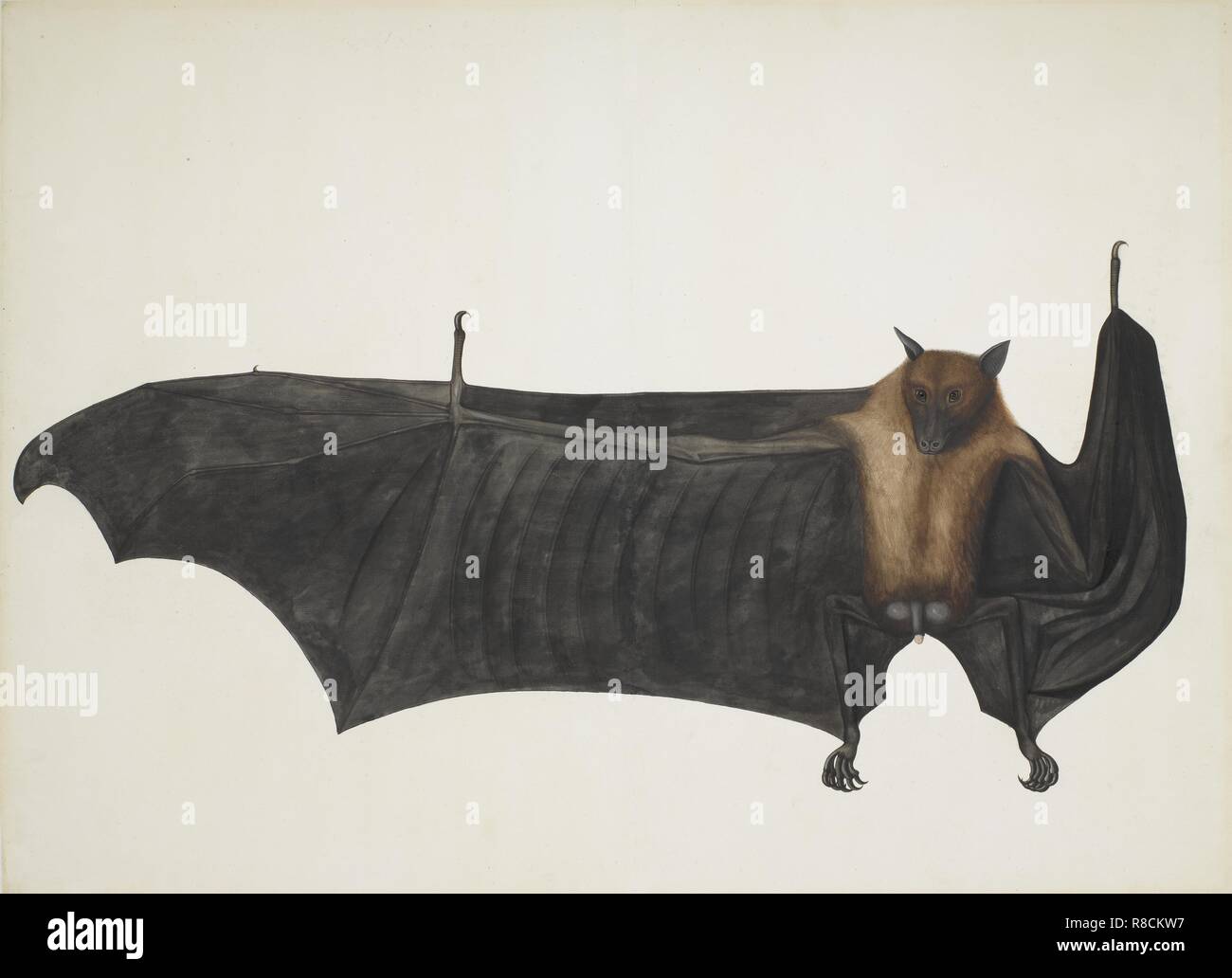 Indian Flying Fox also known as Great Indian Fruit Bat; Pteropus Giganteus, c1800. Creator: Indian School (18th Century). Stock Photo