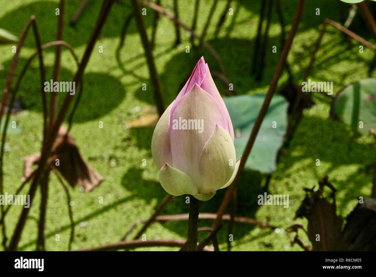 Lotus blossom closed bud on a pond with lily pads Stock Photo