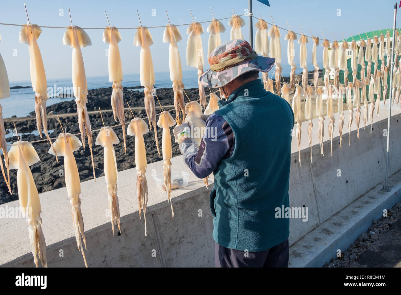 Squid being hung to dry straight along the road in the island of Jeju