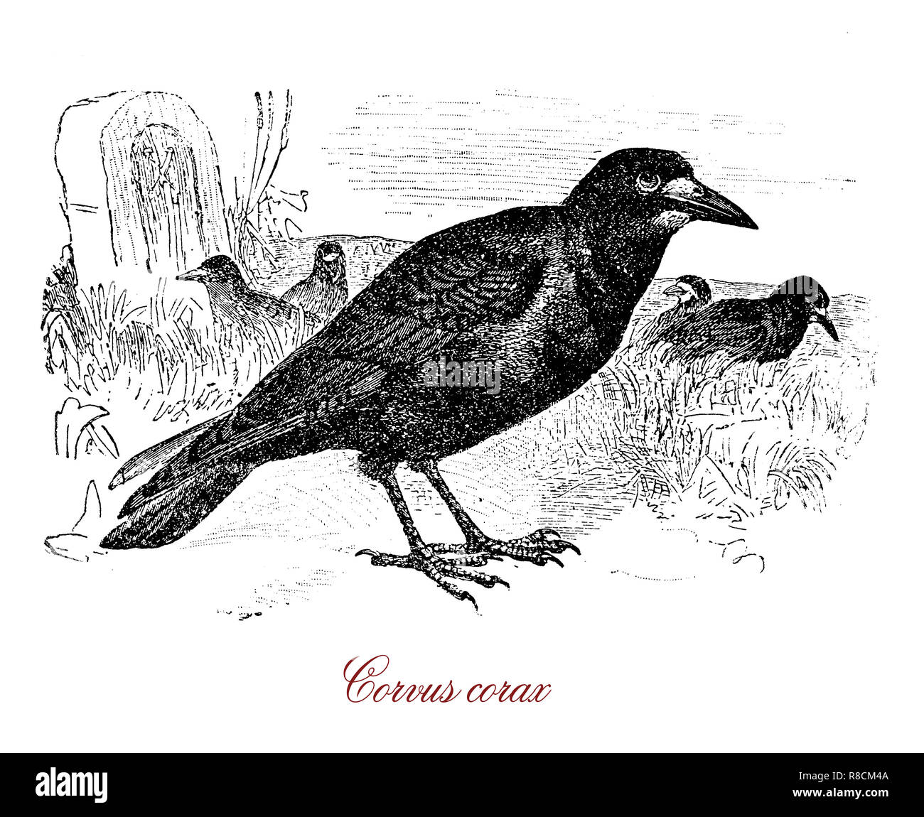 Vintage engraving of common raven, large all-black omnivorous passerine bird,unusually intelligent lives up to 21 years in the wild Stock Photo