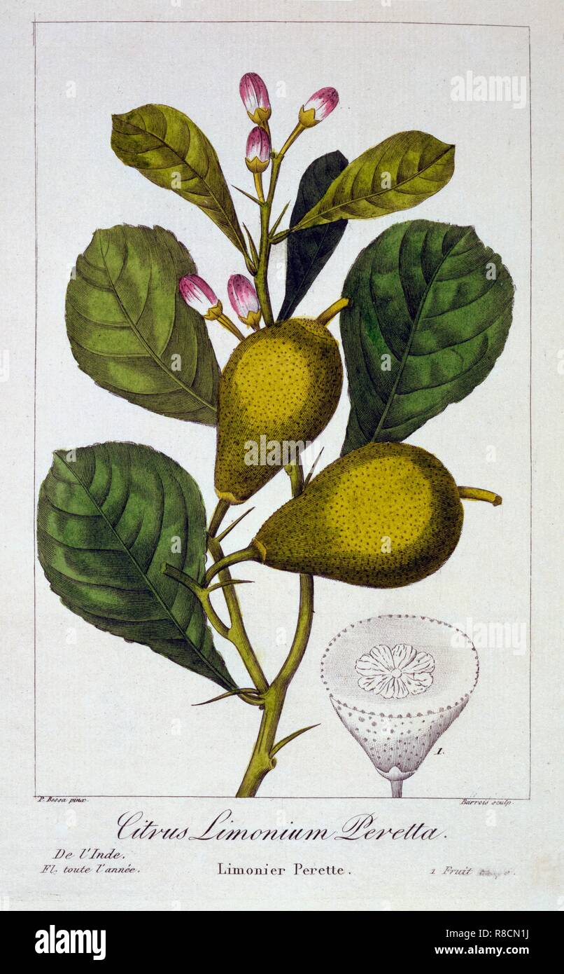 Peretta Lemon, pub. 1836. Creator: Panacre Bessa (1772-1846). Stock Photo