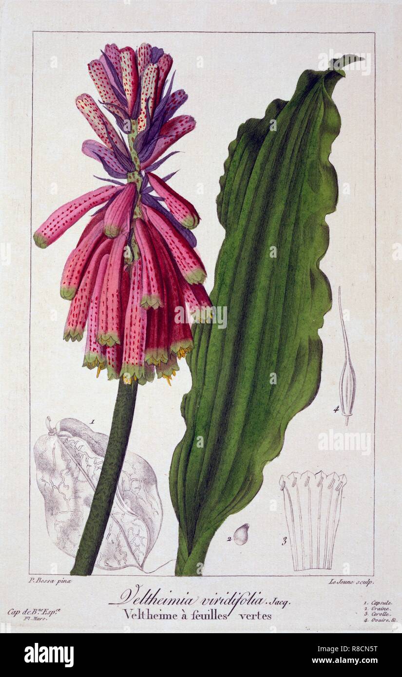 Veltheimia viridifolia, pub. 1836. Creator: Panacre Bessa (1772-1846). Stock Photo