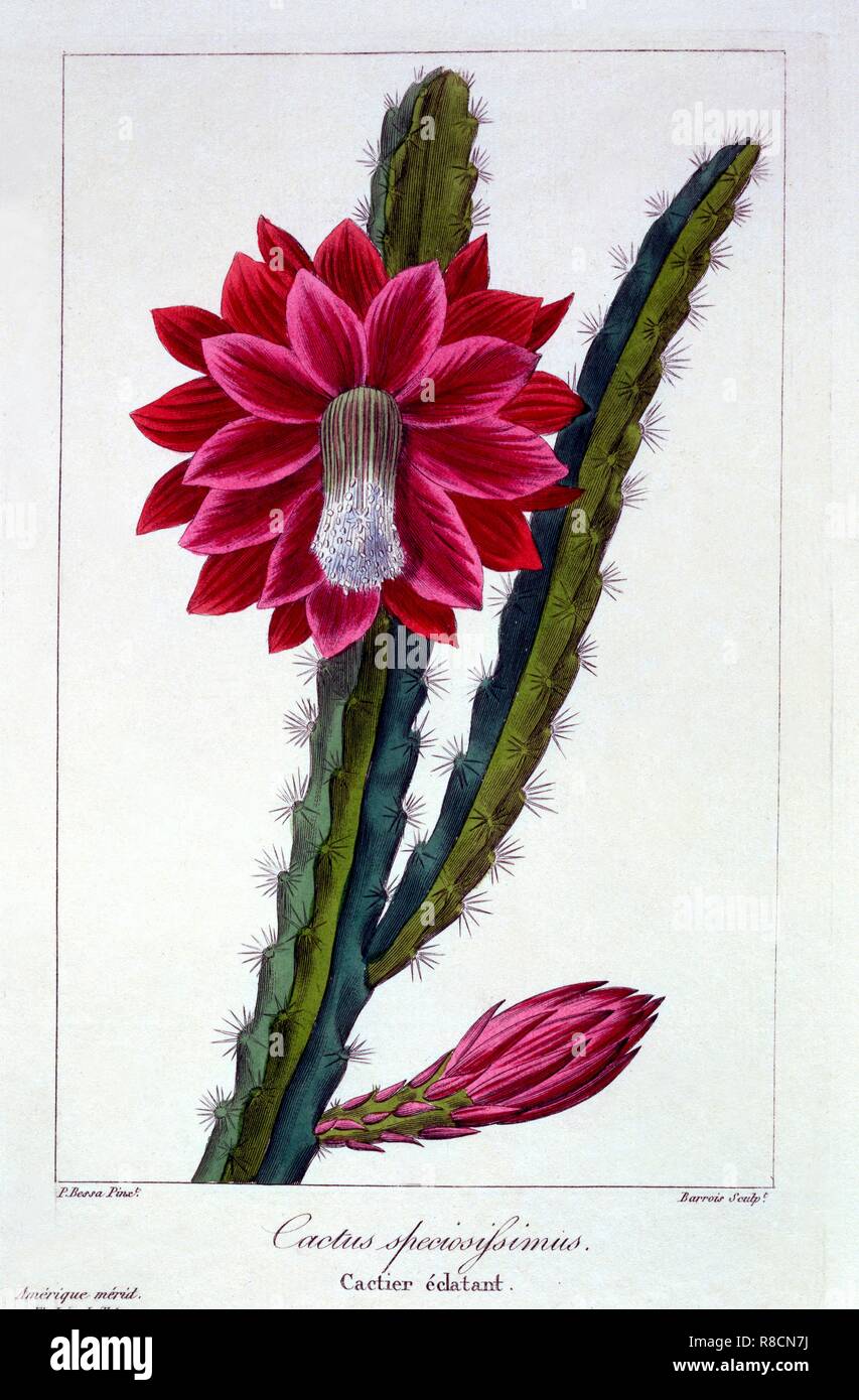 Cactus, pub. 1836. Creator: Panacre Bessa (1772-1846 Stock Photo - Alamy
