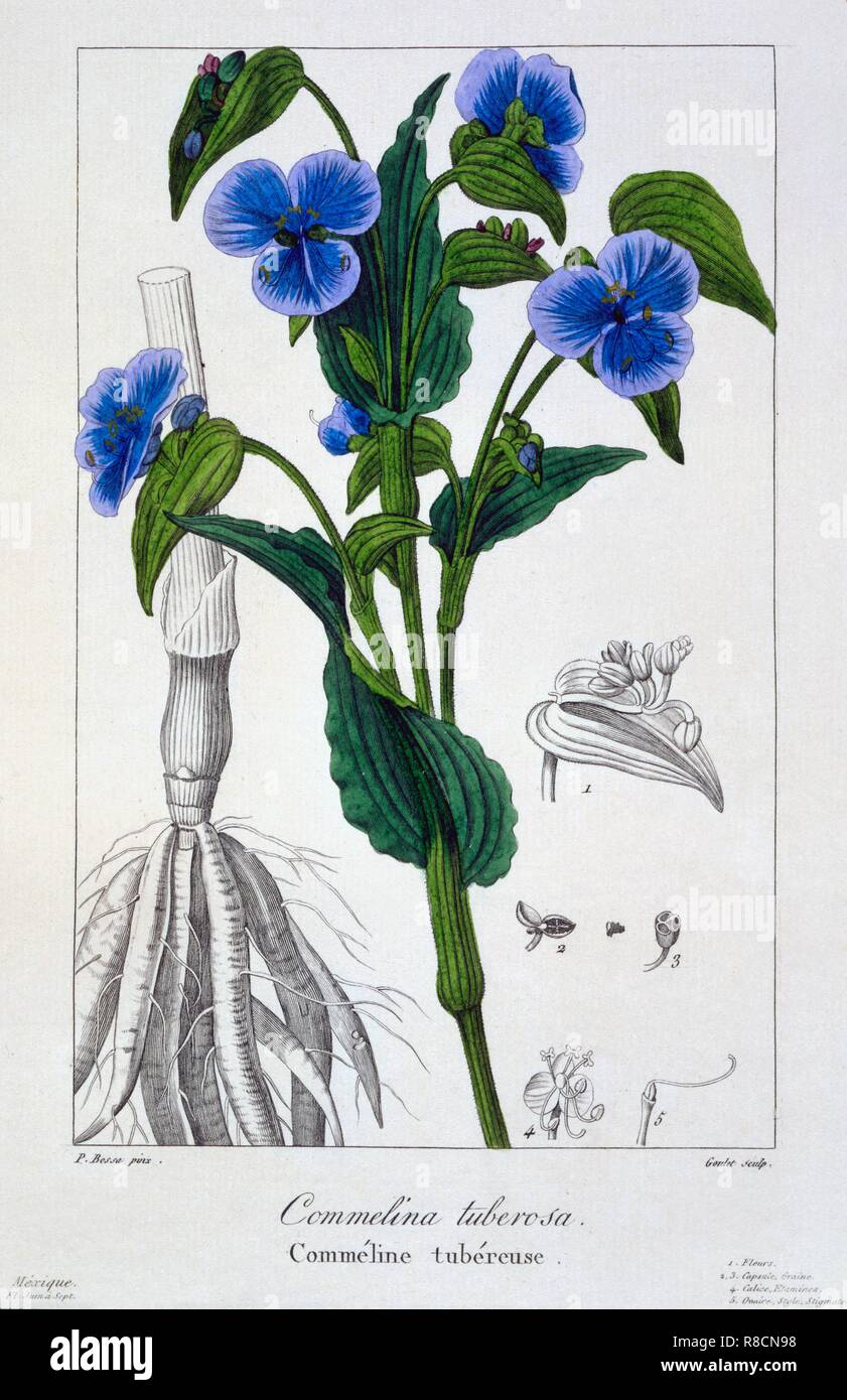 Commelina tuberosa, pub. 1836. Creator: Panacre Bessa (1772-1846). Stock Photo