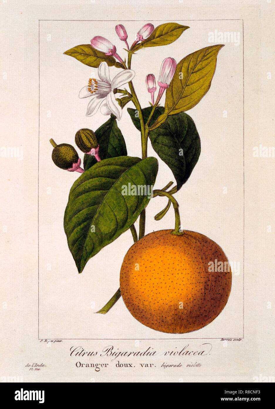 Sweet Orange: Citrus sinensis var: Bigaradia violacea, pub. 1836. Creator: Panacre Bessa (1772-1846). Stock Photo
