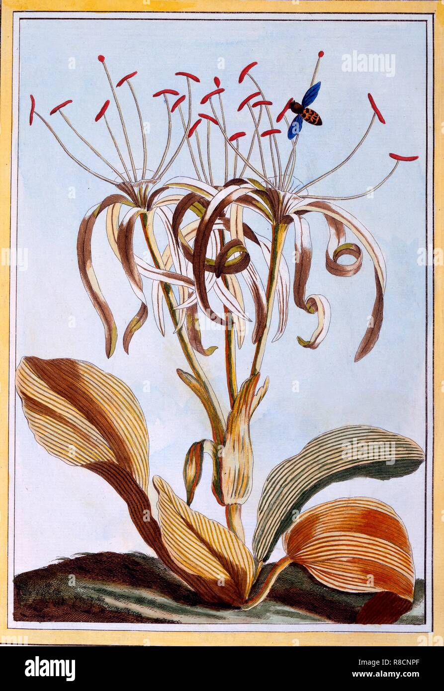 Sea Daffodil,  pub. 1776. Creator: Pierre Joseph Buchoz (1731-1807). Stock Photo