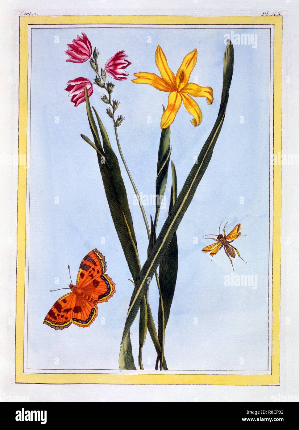 South American Ixia,  pub. 1776. Creator: Pierre Joseph Buchoz (1731-1807). Stock Photo