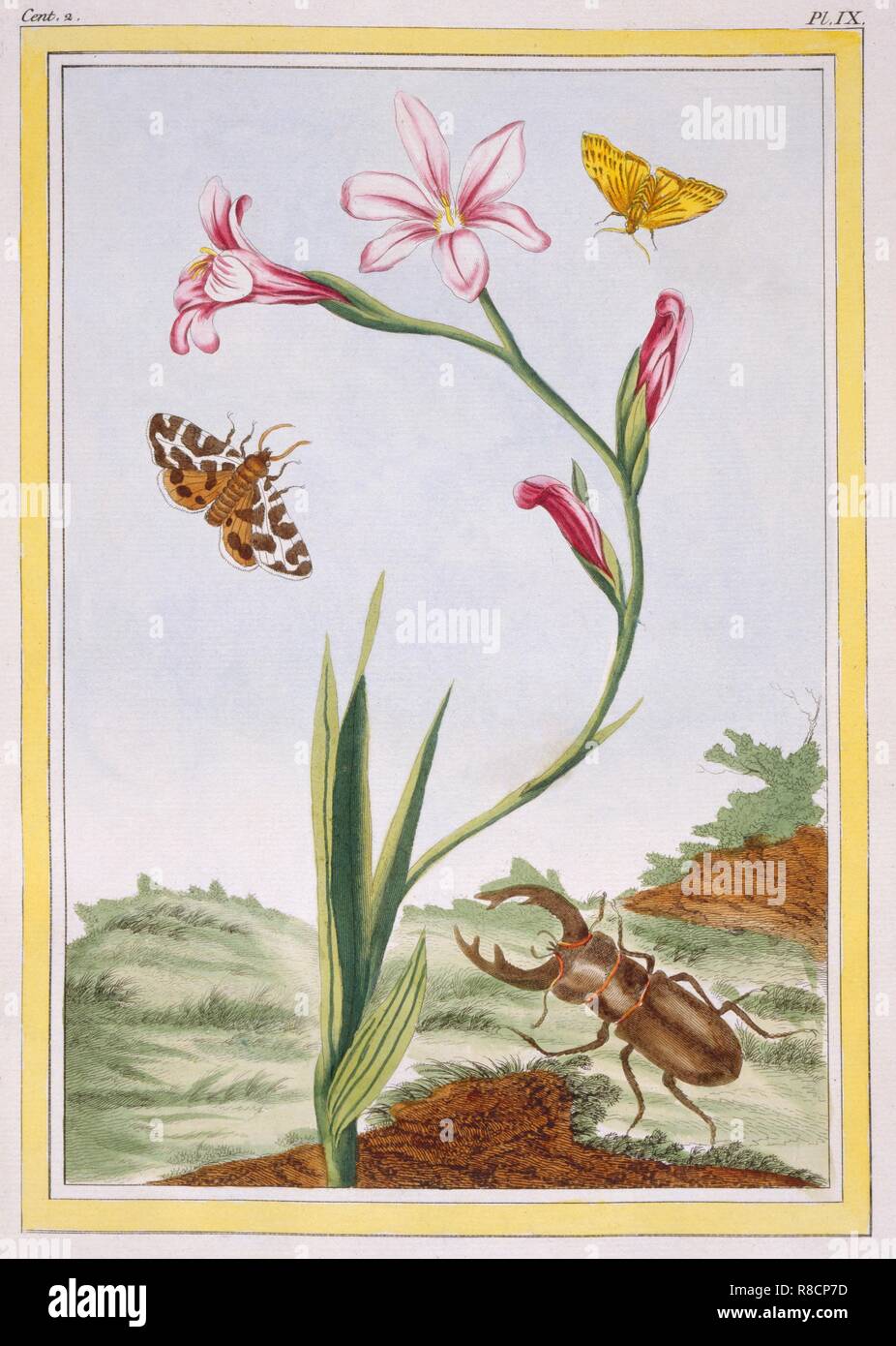L'Ixia (flesh-coloured Ixia) and Stag Beetle,  pub. 1776. Creator: Pierre Joseph Buchoz (1731-1807). Stock Photo