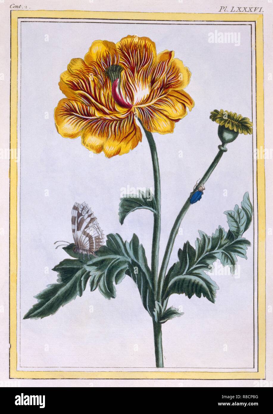 Double Creeping Buttercup Ranunculus repens Var: Pleniflorus, pub. 1776. Creator: Pierre Joseph Buchoz (1731-1807). Stock Photo