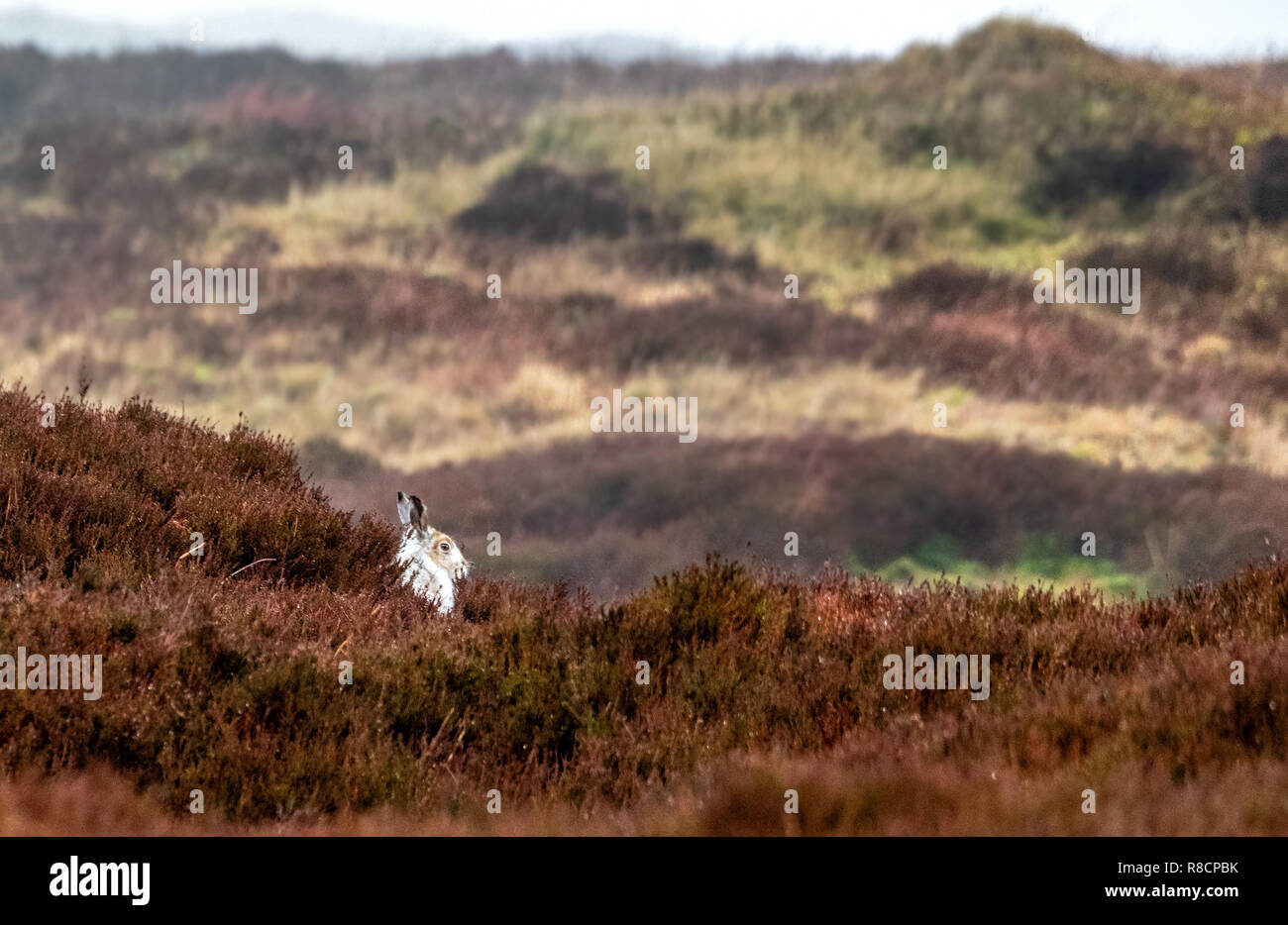 Environmental shot of a mountain hare Lepus timidus in white winter fur looking out from its form on Bleaklow in the Derbyshire Peak District UK Stock Photo