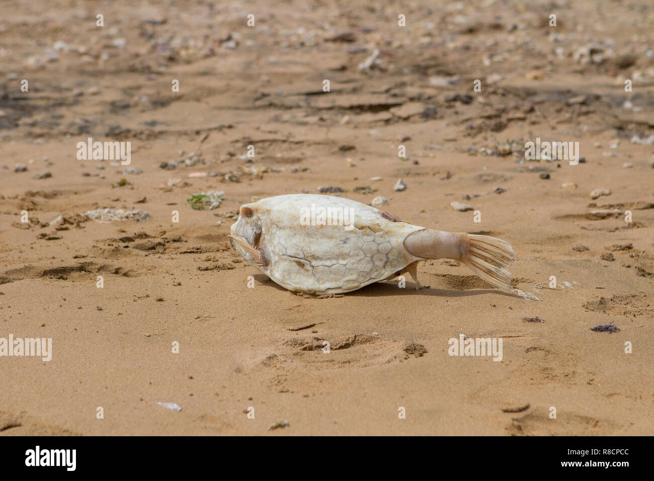 Dead puffer fish on beach hires stock photography and images Alamy
