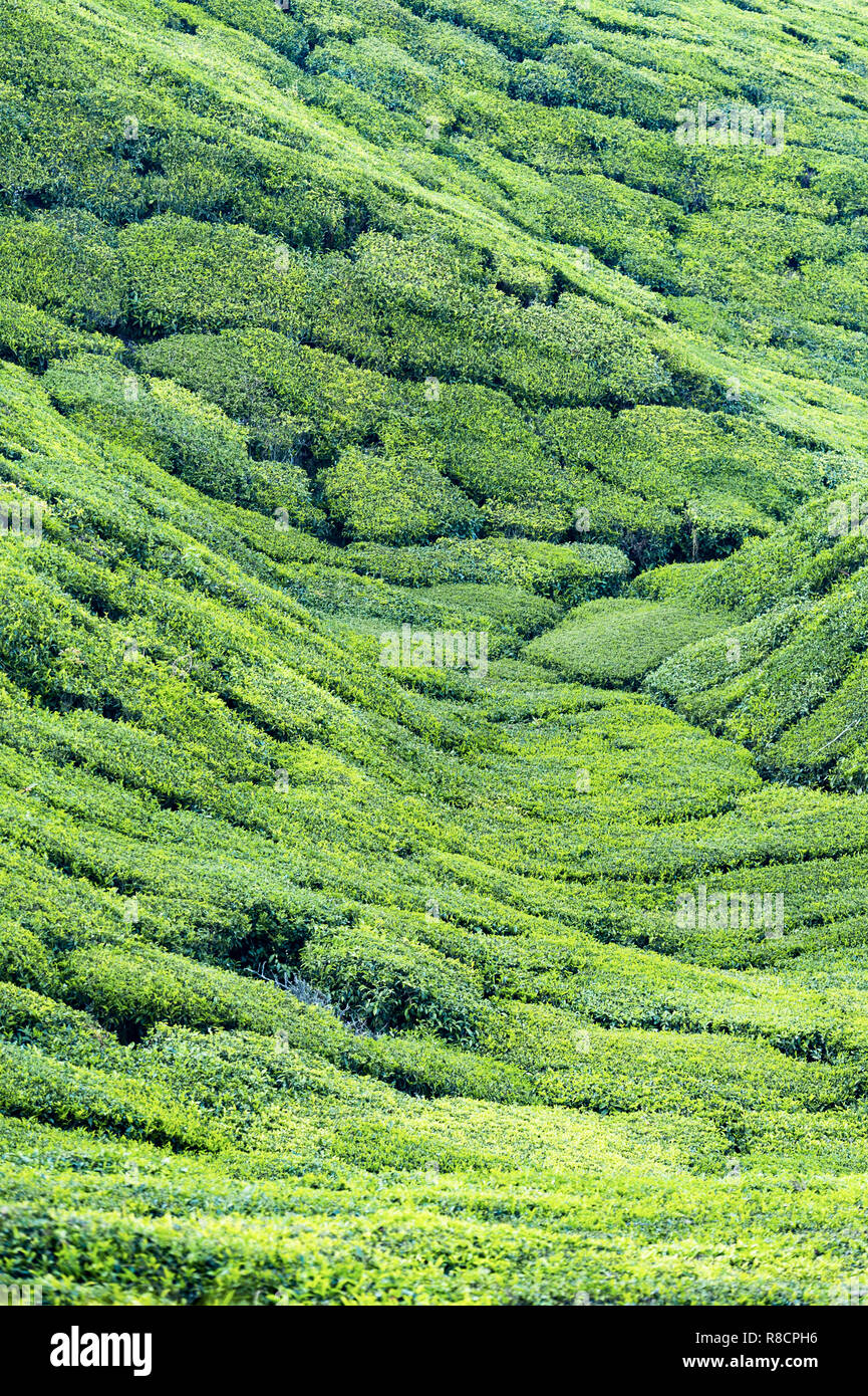 Beautiful expanse of green tea plantations grown in terraces on the hills of Darjeeling, India. Stock Photo