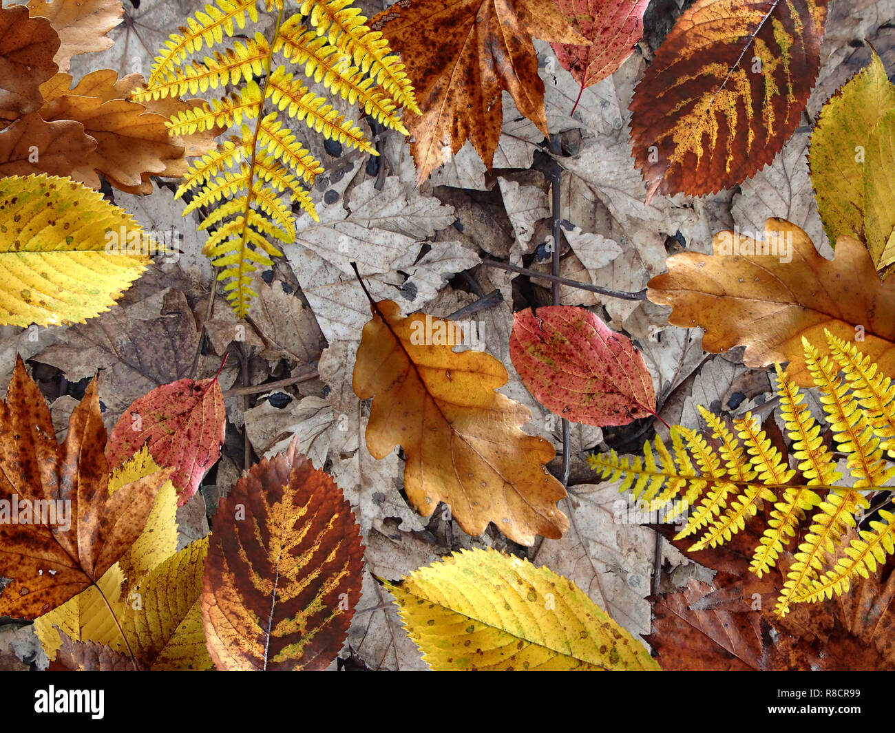 Montage autumn leaves hi-res stock photography and images - Alamy